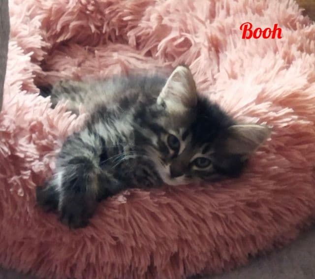 Photo de Booh
