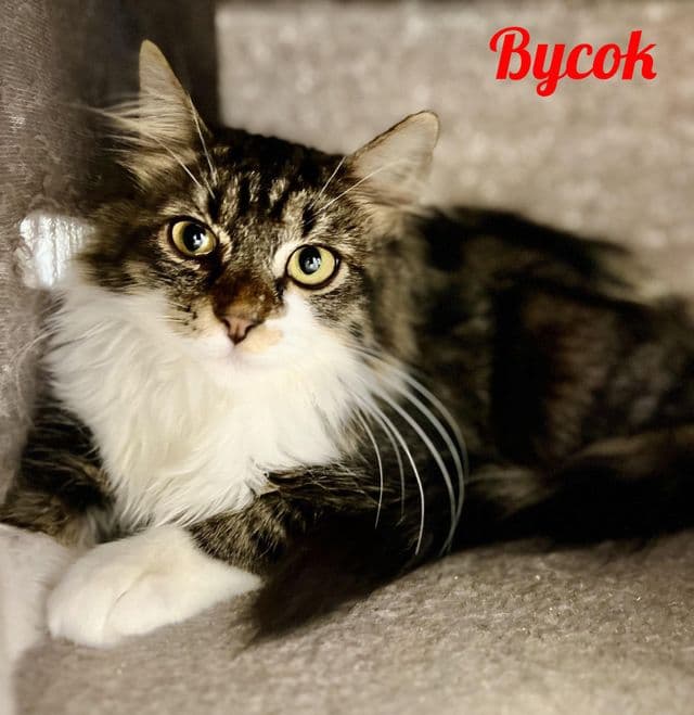 Photo de Bycok