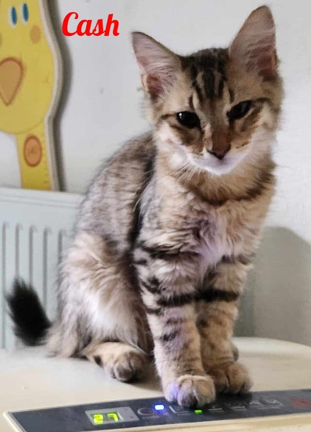 Photo de Cash