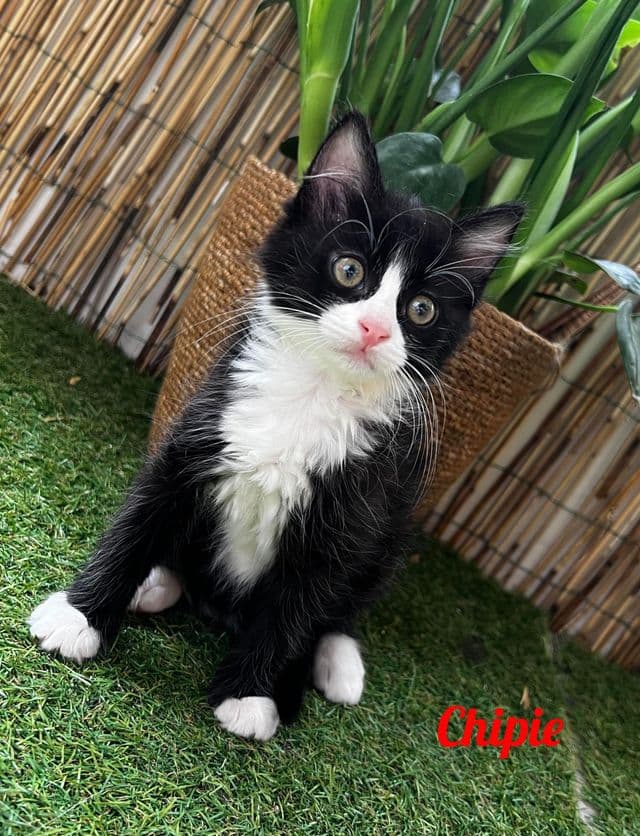 Photo de Chipie