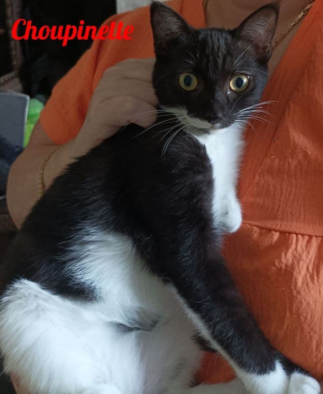 Photo de Choupinette