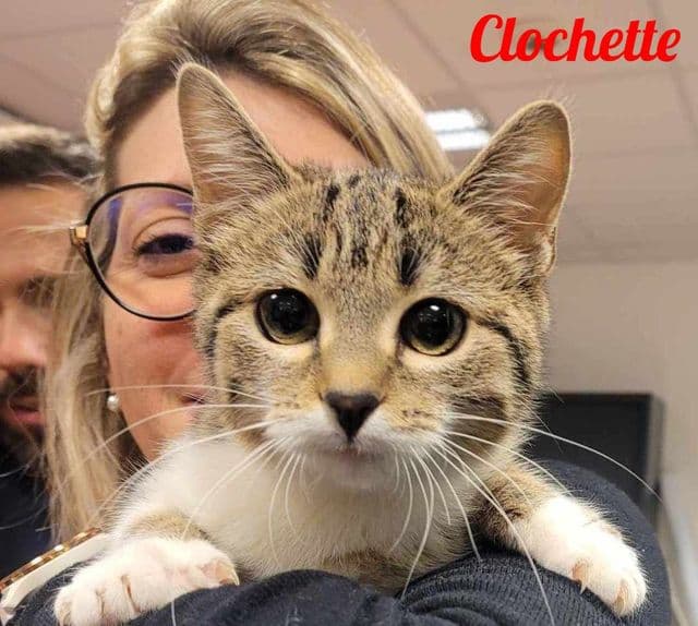 Photo de Clochette