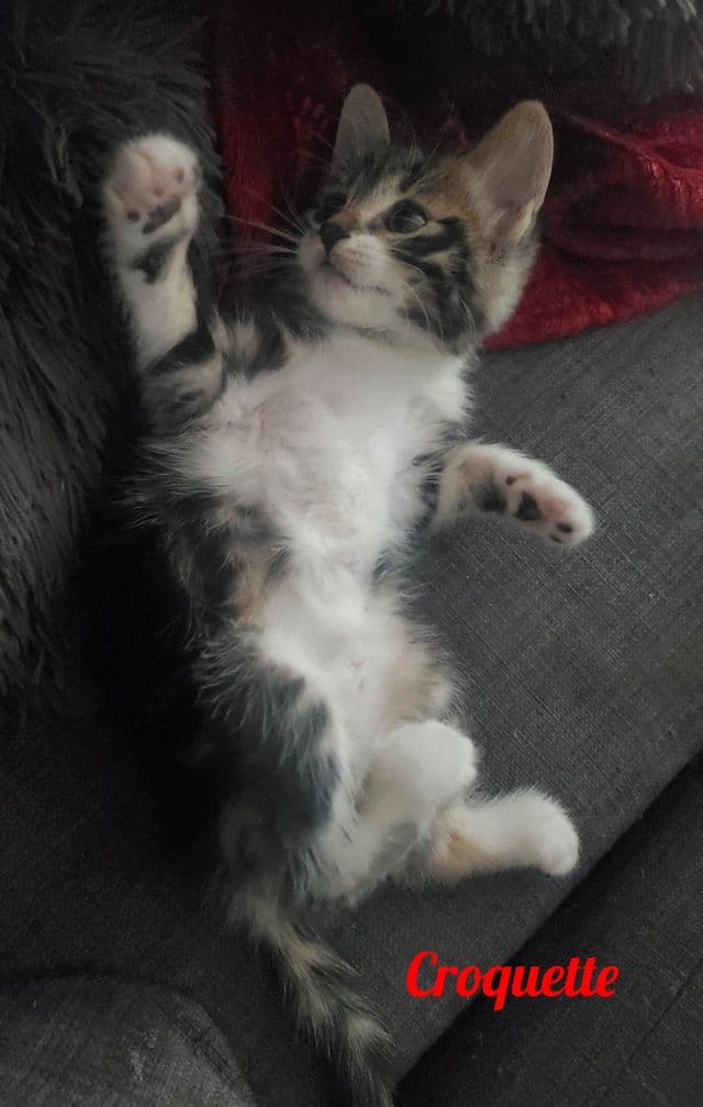 Photo de Croquette-julie-canne