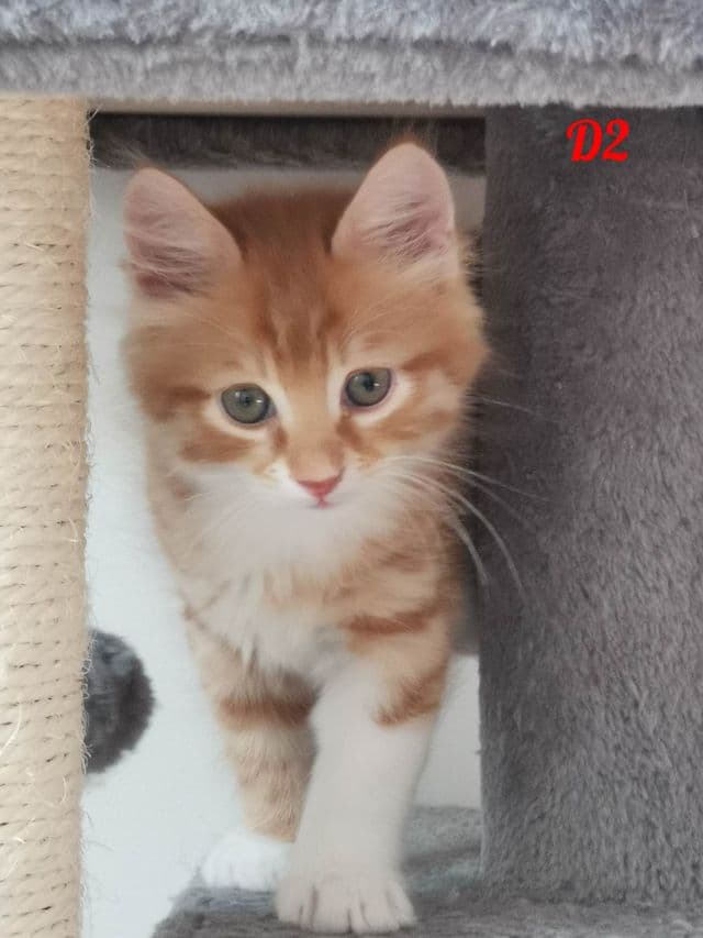 Photo de D2