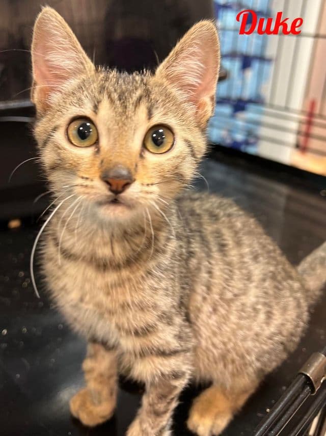 Photo de Duke