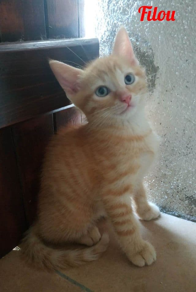 Photo de Filou