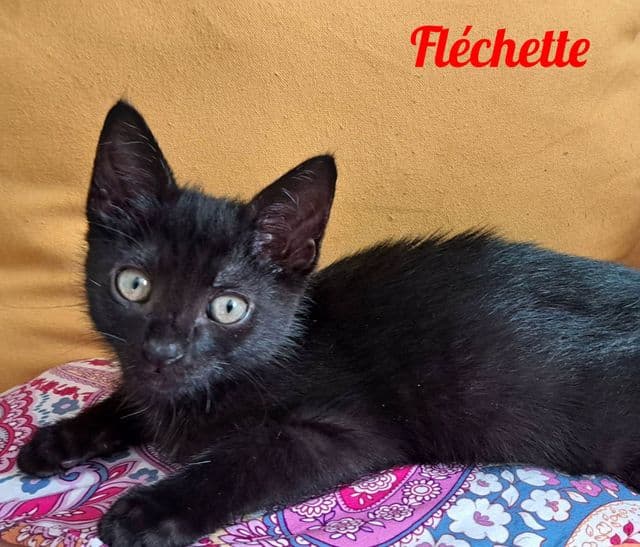 Photo de Fléchette