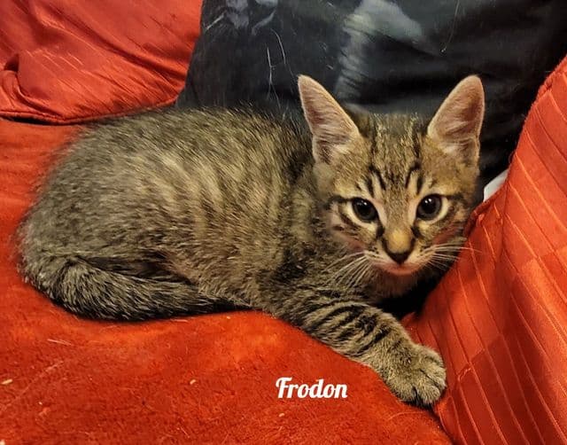 Photo de Frodon