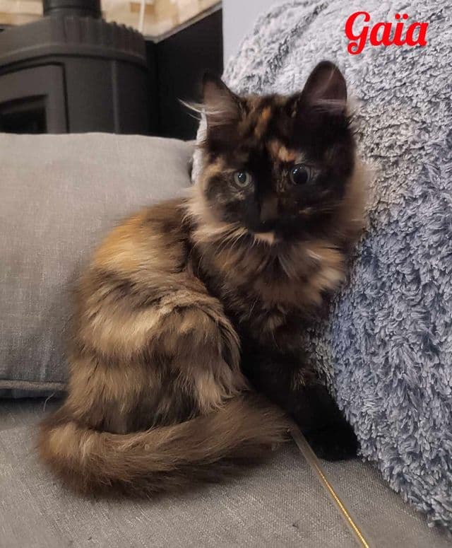 Photo de Gaïa-stéphanie