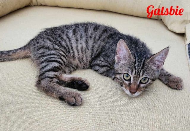 Photo de Gatsbie
