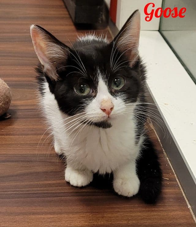 Photo de Goose