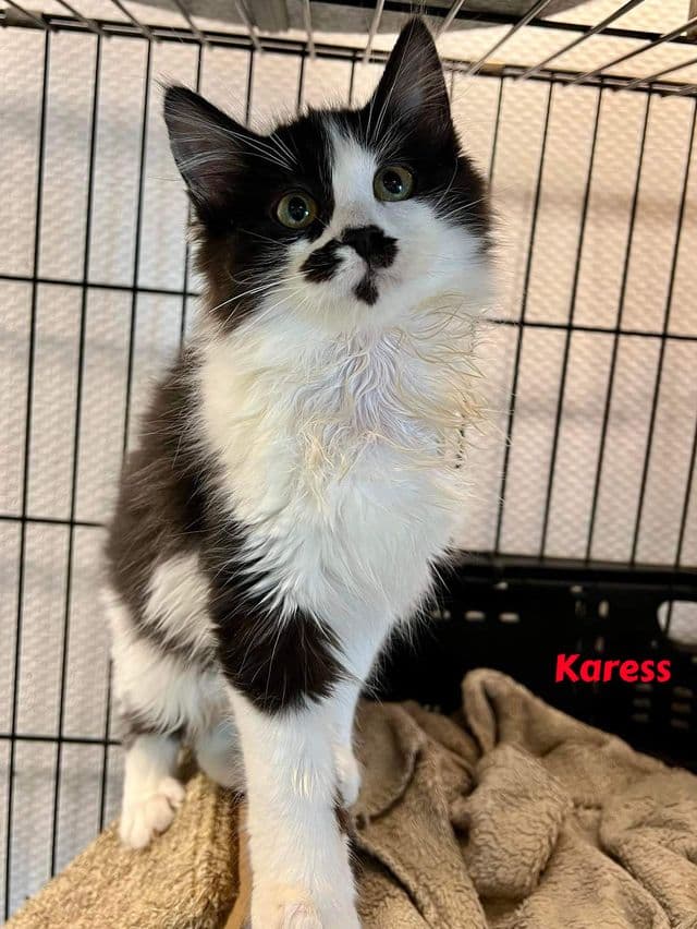 Photo de Karess