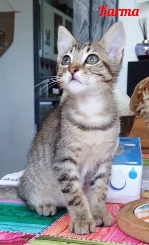 Photo de Karma