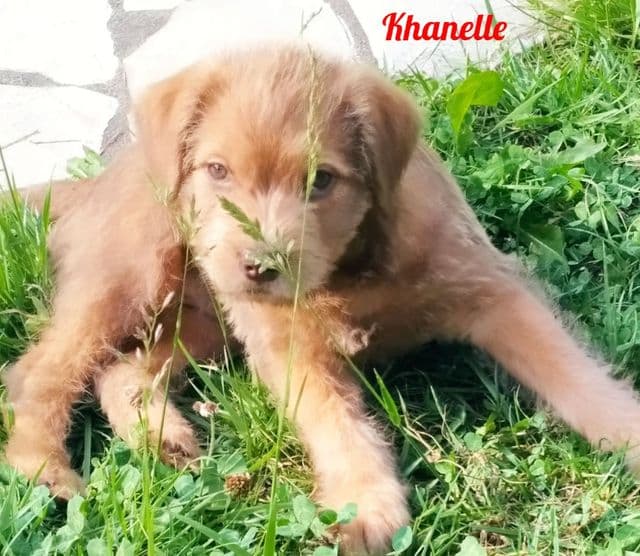 Photo de Khanelle
