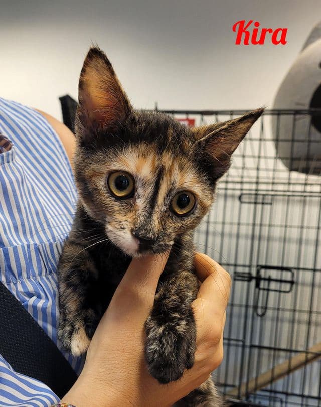 Photo de Kira-mimi