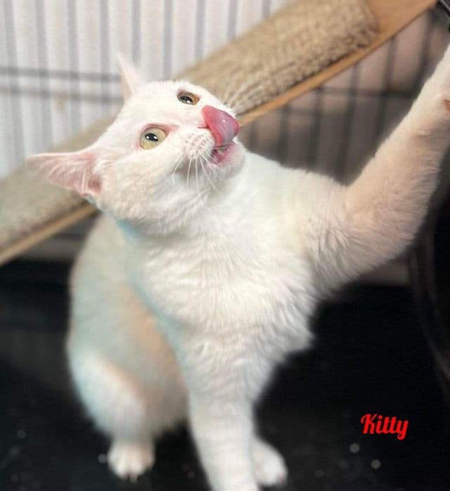 Photo de Kitty