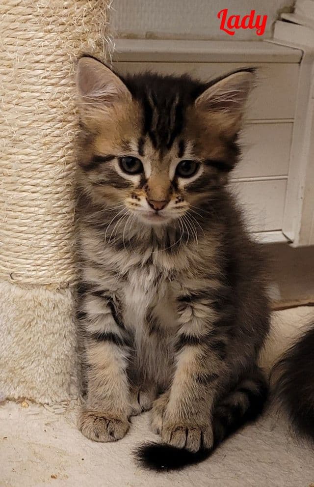 Photo de Lady