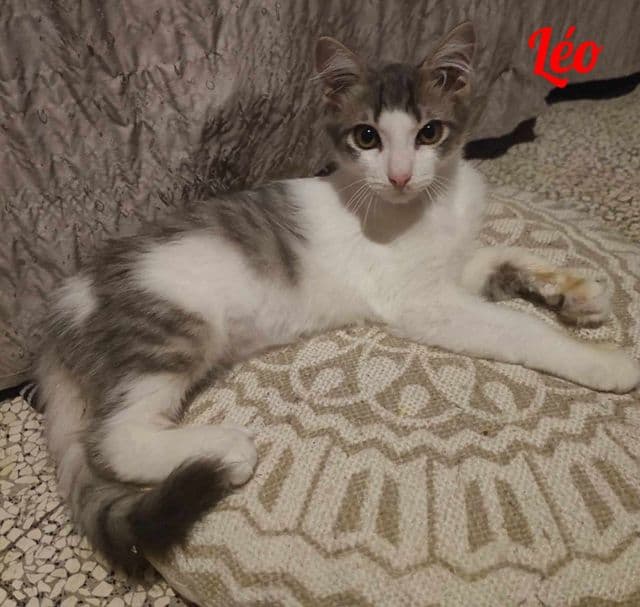 Photo de Léo-tribue