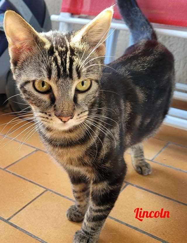 Photo de Lincoln-3