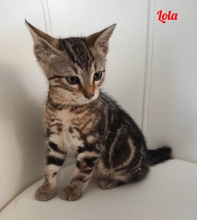 Photo de Lola
