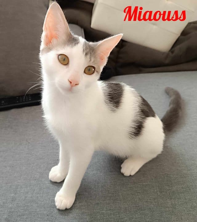 Photo de Miaouss