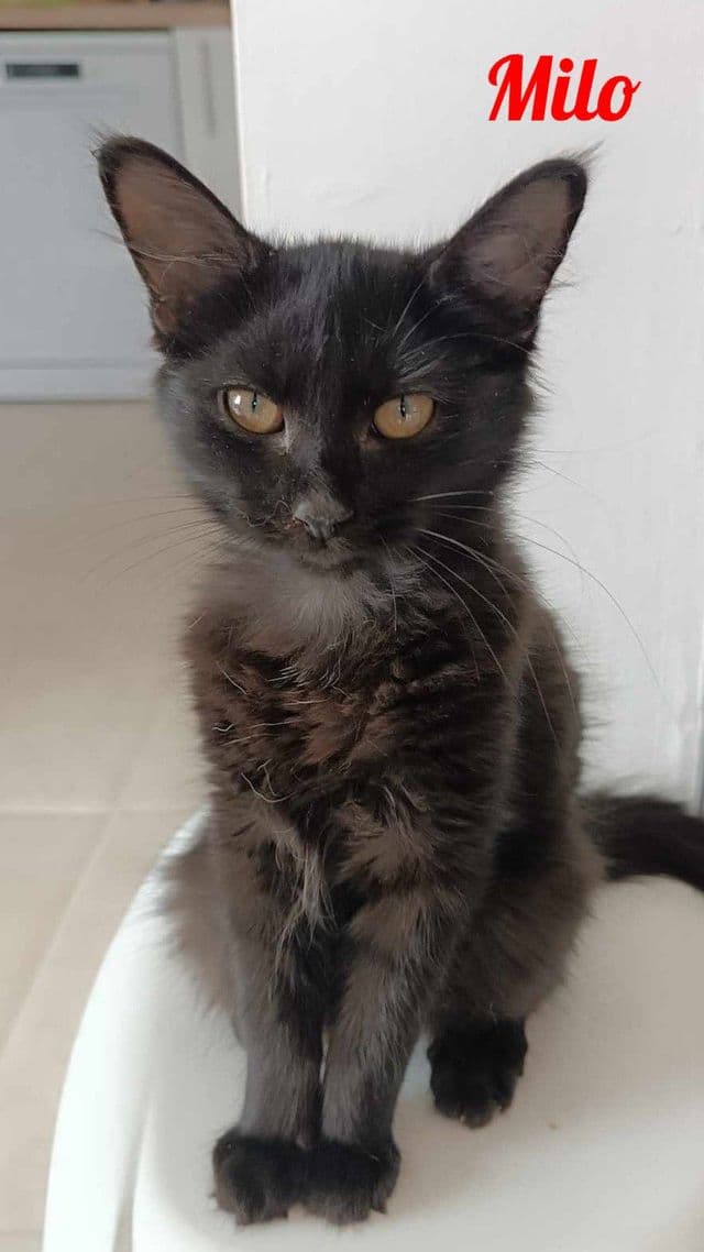 Photo de Milo