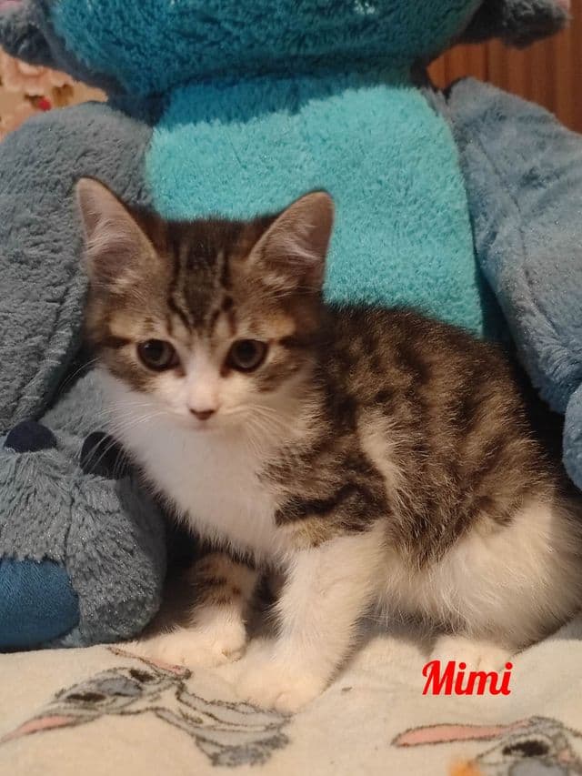 Photo de Mimi