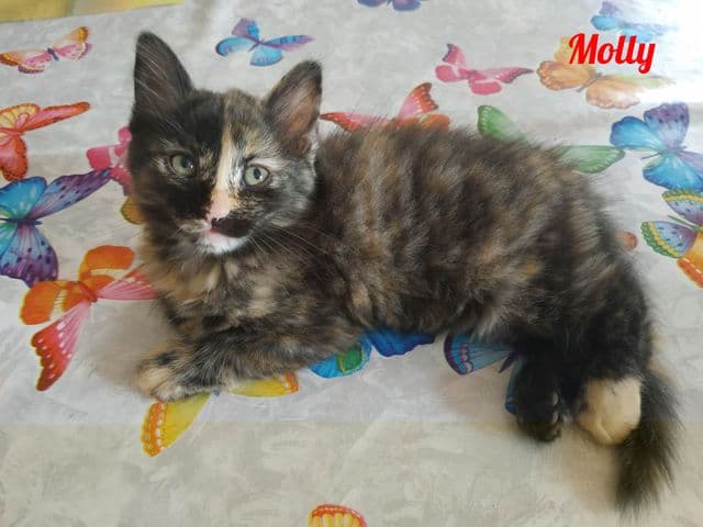 Photo de Molly