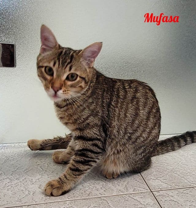 Photo de Mufasa