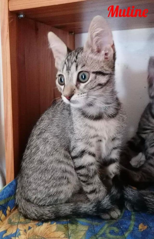 Photo de Mutine