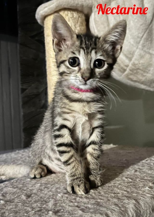 Photo de Nectarine