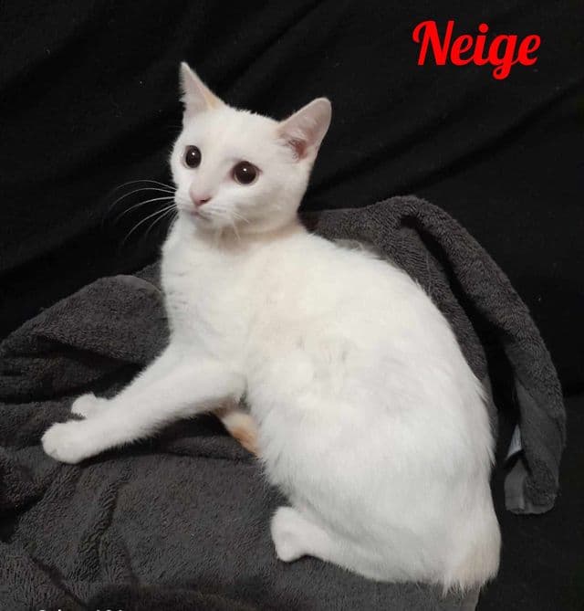 Photo de Neige-la-tribue