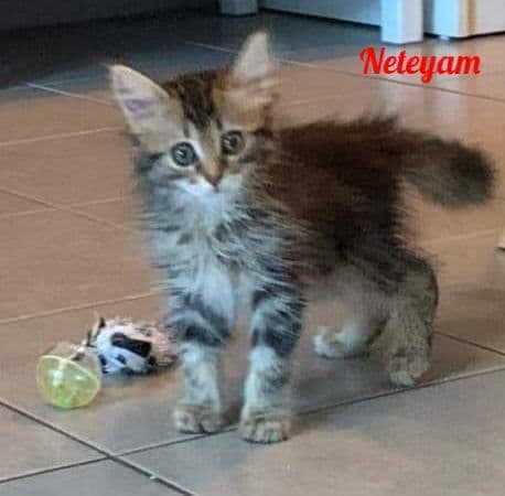 Photo de Neteyam