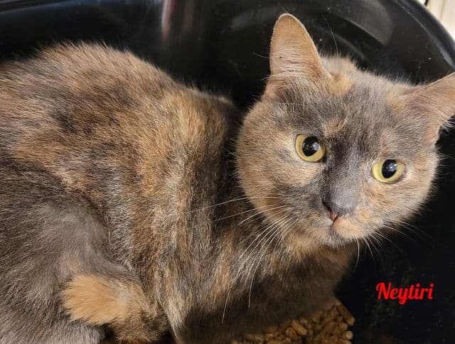 Photo de Neytiri