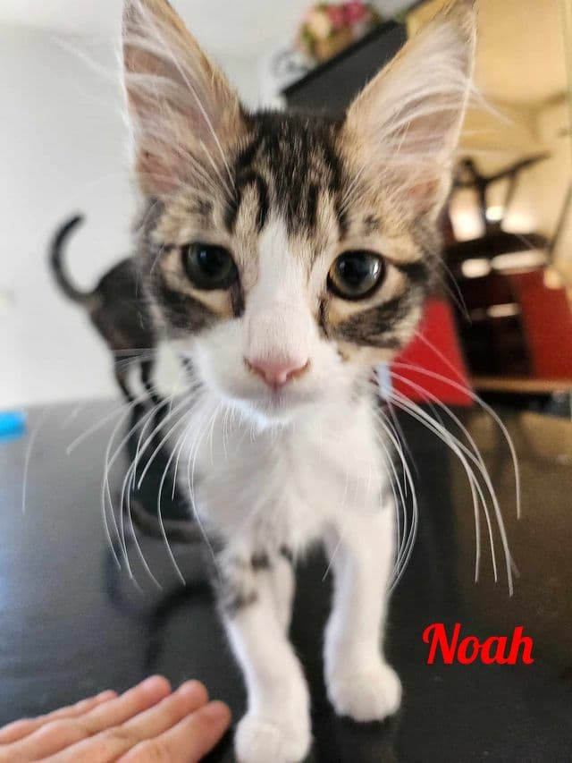 Photo de Noah