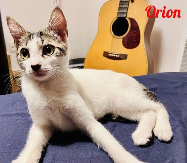 Photo de Orion