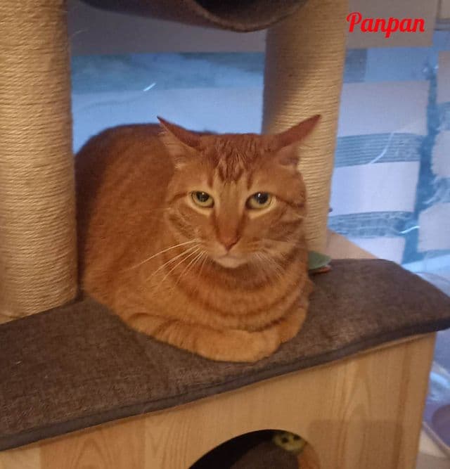Photo de Panpan-2