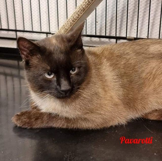 Photo de Pavarotti