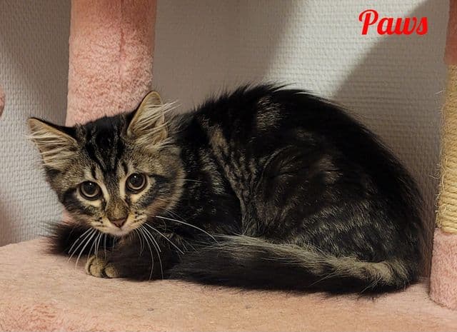 Photo de Paws