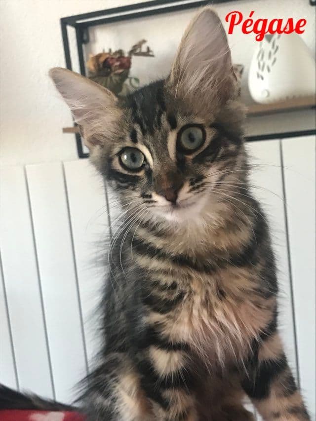 Photo de Pégase