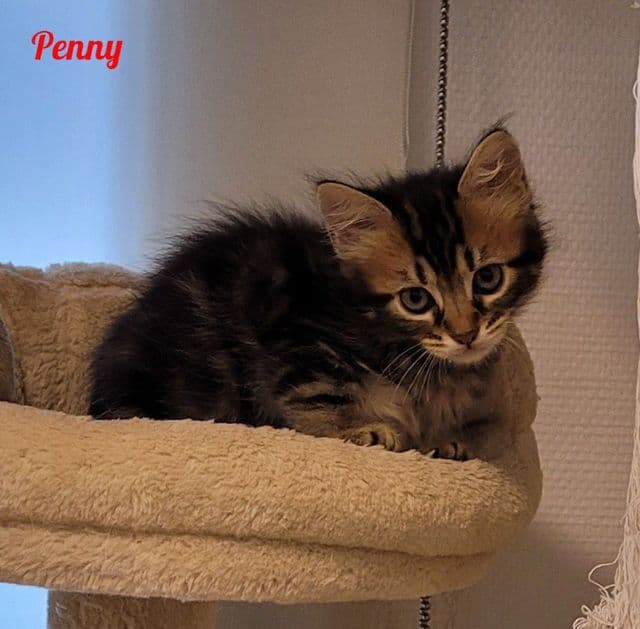 Photo de Penny