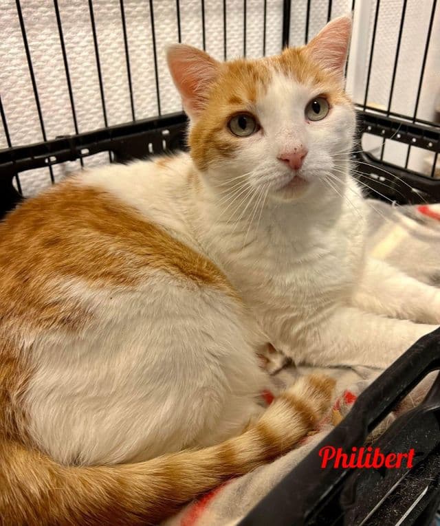 Photo de Philibert-3