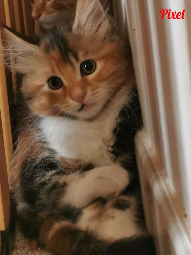 Photo de Pixel