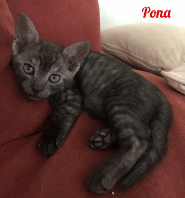 Photo de Pona