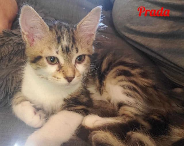 Photo de Prada