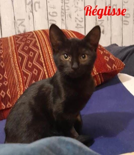 Photo de Réglisse