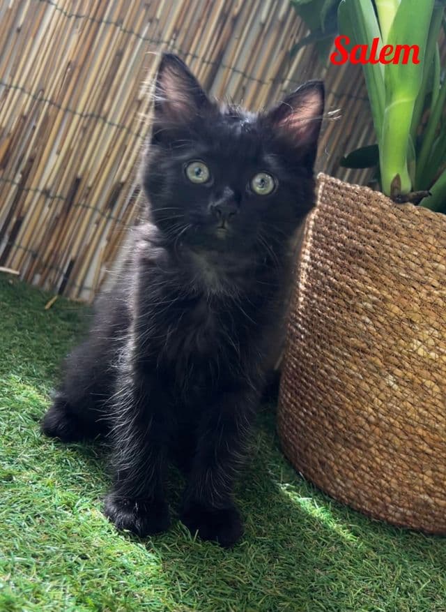 Photo de Salem