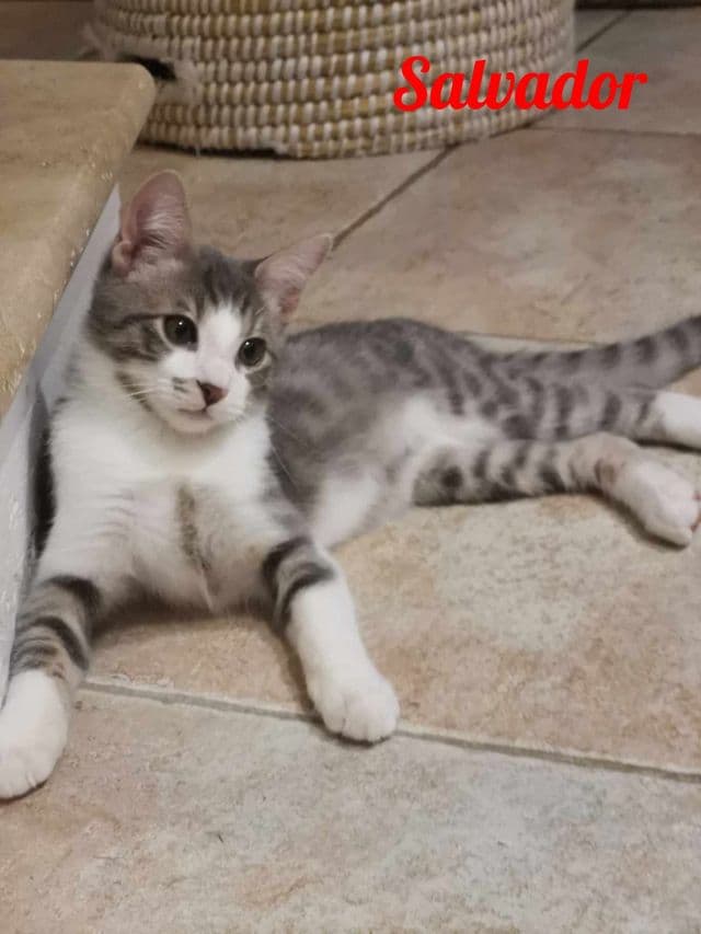 Photo de Salvador