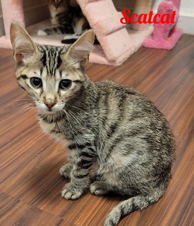 Photo de Scatcat