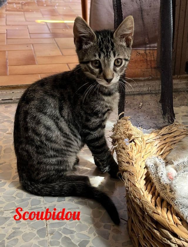 Photo de Scoubidou